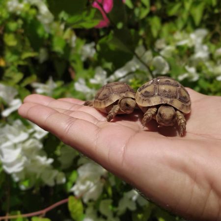 Lotus Turtle Garden Eilat Διαμέρισμα Εξωτερικό φωτογραφία