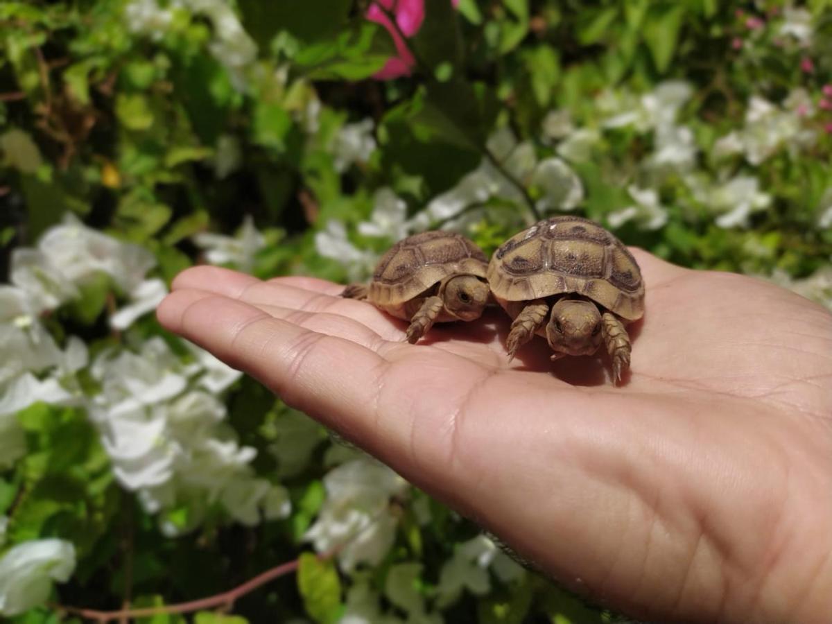 Lotus Turtle Garden Eilat Διαμέρισμα Εξωτερικό φωτογραφία