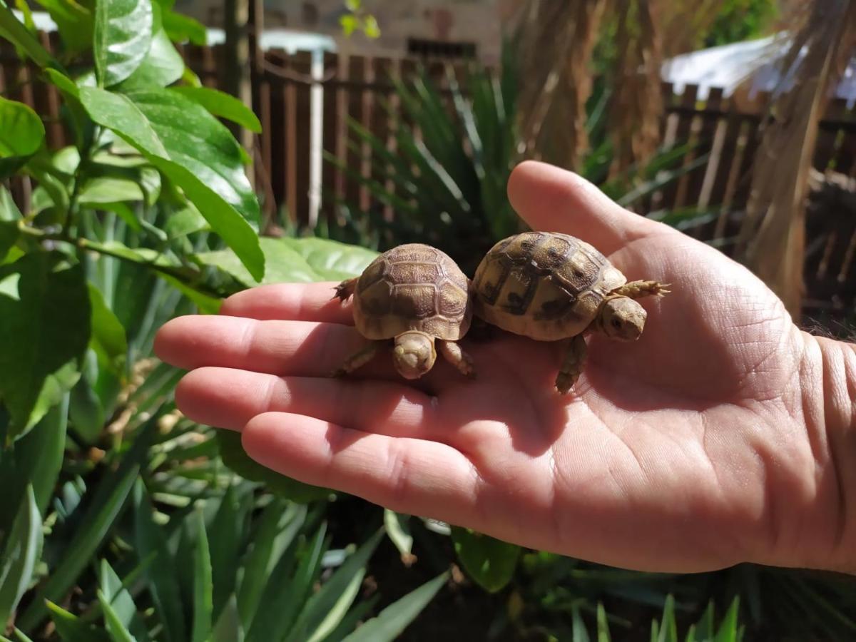 Lotus Turtle Garden Eilat Διαμέρισμα Εξωτερικό φωτογραφία