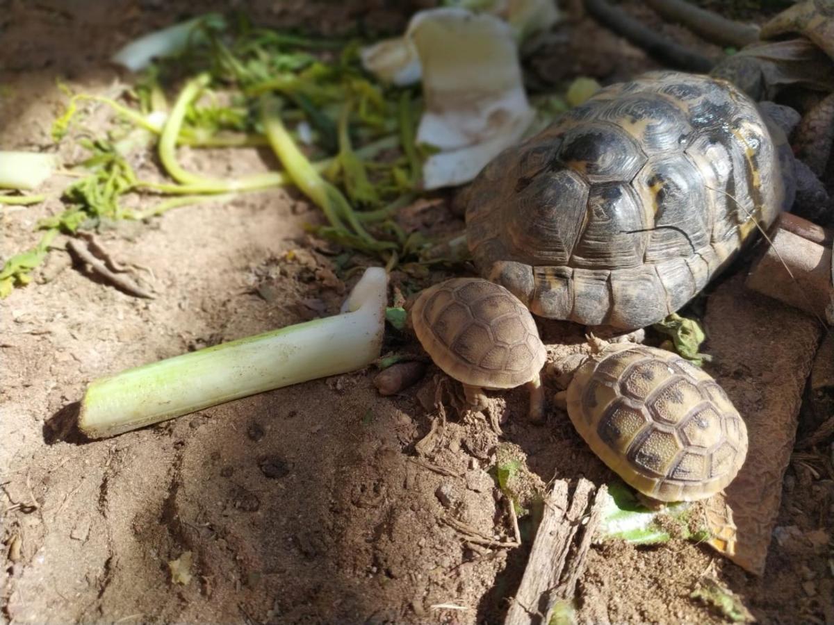 Lotus Turtle Garden Eilat Διαμέρισμα Εξωτερικό φωτογραφία