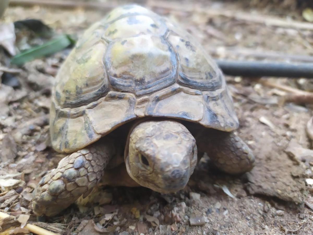 Lotus Turtle Garden Eilat Διαμέρισμα Εξωτερικό φωτογραφία