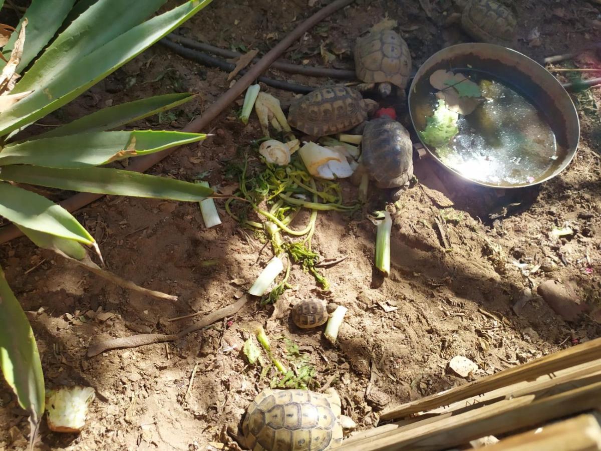 Lotus Turtle Garden Eilat Διαμέρισμα Εξωτερικό φωτογραφία