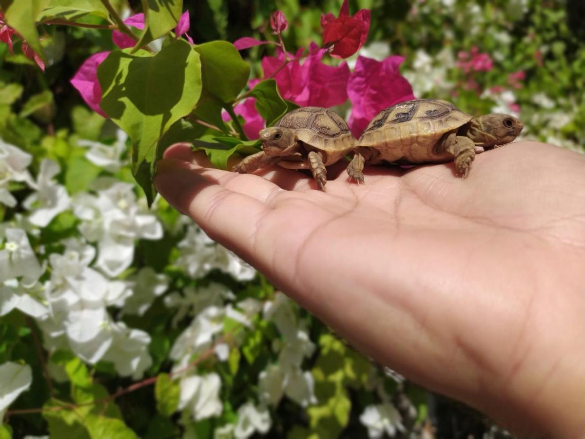 Lotus Turtle Garden Eilat Διαμέρισμα Εξωτερικό φωτογραφία